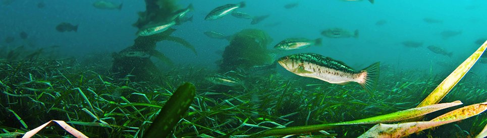 NOAAHabitat's tweet photo. 10 years after, #CoscoBusan #oilspill, #habitat restoration &amp; #coastal improvements continue for #SFBay https://t.co/kCraiWCedD https://t.co/fr94GQtqiv