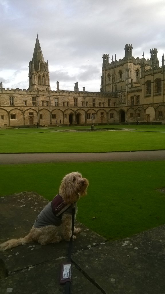 KGHearingDogs's tweet photo. @HearingDogs Fudge &amp; friends enjoyed a day @OxfordLawSoc #PuppyDays🐶 https://t.co/AzR826gDfy