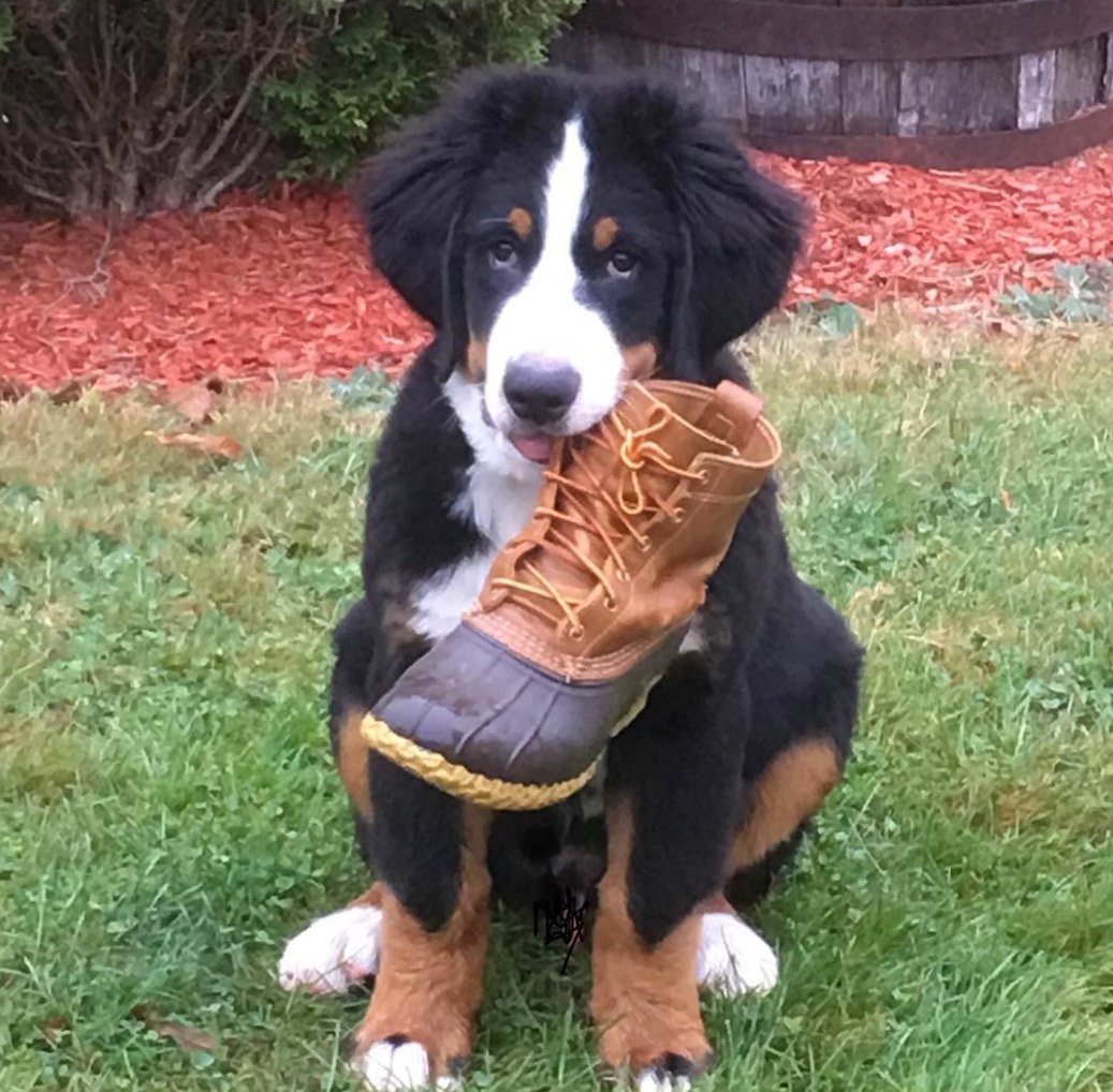LLBean's tweet photo. ...not what you meant when you said "heel?" #BeanOutsider (📷: Instagram's sully.theberner) #LLBeanPets #BeanBoots https://t.co/dkKqgMxDGu