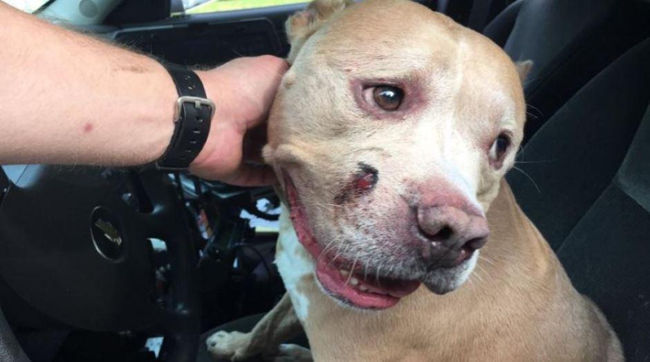 WOKVNews's tweet photo. Teen pleads guilty to burglary where JSO detective’s dog was shot https://t.co/HORWIbUI4P https://t.co/wNatXbdClO