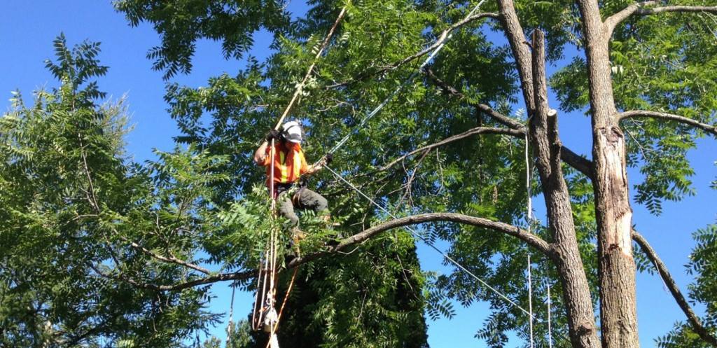 YourWayTreeServ's tweet photo. Why You May Need Tree Removal in #Calabasas? https://t.co/DSy2wtpDJi #treeemoval #yourwaytreeservice #treetrimming https://t.co/5P6mejOQBr