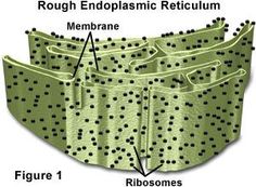 MitoCloutDria's tweet photo. @Rib0s0m3s get outta here you look like a bunch of blackheads #APBEG17 https://t.co/7fmsmsg5Xh