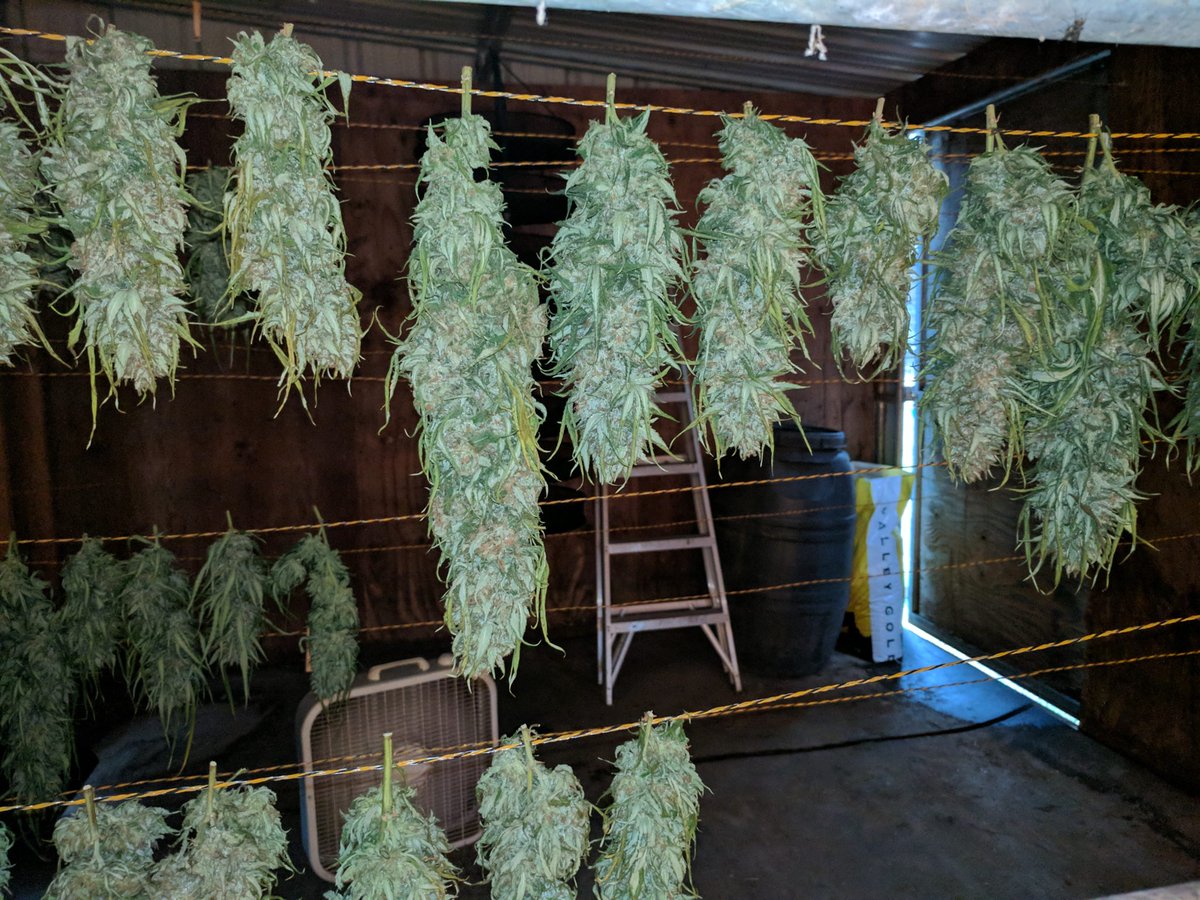 DudeGrows's tweet photo. Some FAT buds ready to be trimmed up from Wnunnink #dgcdank #dudegrows #trimmin https://t.co/8o9EH0eaL2