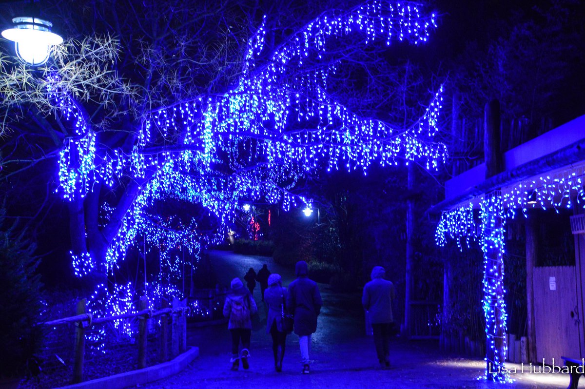 Image result for festival of lights cincinnati zoo