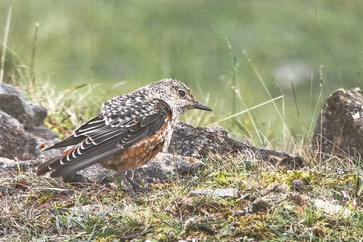 PaulHdigiman's tweet photo. Rock Thrush #phonescoping #digscoping #kowasystem #kowa884scope #iphone7plus @KowaOpticsEU @KowaOptics @Apple https://t.co/lGa1EExuzt