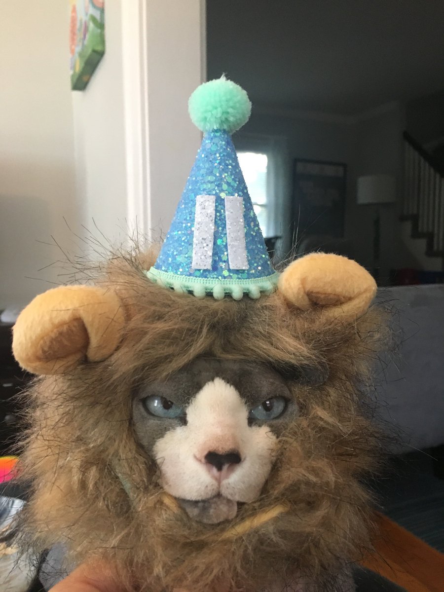 TheJLACF's tweet photo. Piccolo celebrating his 11th birthday... 5 YEARS after his diagnosis and surgery for non-Hodgkins- like #lymphoma! #AmazingCat #Roar https://t.co/CyOkwdLL0c