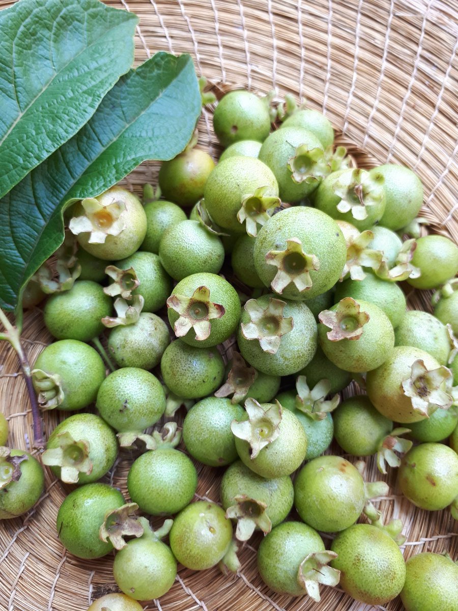 PancadaCozinha's tweet image. Sim, ainda existe #gabiroba. Só não se sabe por quanto tempo. 

Antigamente, essa frutinha era encontrada com muita facilidade. Hoje, infelizmente, ela corre o risco de desaparecer.
 
De sabor sem igual, esse montinho de gabiroba será um dos ingredientes do nosso panetone #PANC