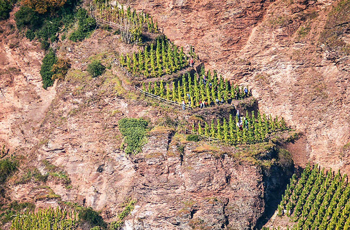OldMissionTours's tweet photo. Why #Vineyards and Vines Look Different: https://t.co/nZBiUTennR #wine #winelovers #traversecity #winery #winelife https://t.co/QS9o0016cX