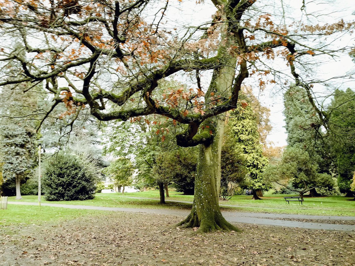 CharmiZen's tweet image. #TreeForms #Autumn #NaturalWorld