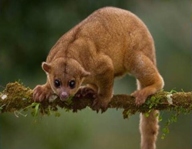 LostSpeciesDay's tweet photo. Beside species commonly thought of as #pollinators are some unexpected examples. The kinkajou, an arboreal fruit &amp; nectar-feeder widespread in South &amp; Central America, is one such. Distant raccoon relatives, their 5-inch tongues let them feed on nectar. https://t.co/TnWjfDyLcd