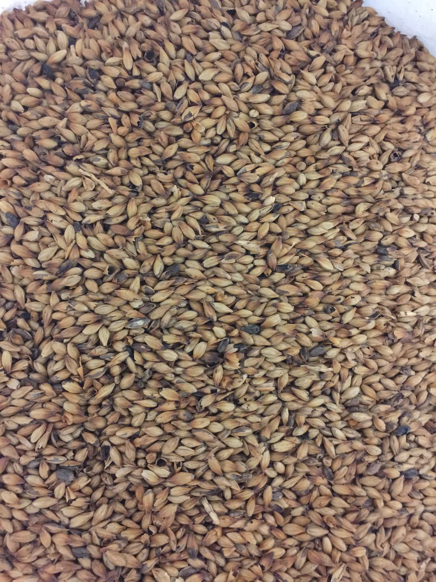 Brewing a  #collab today! #twotickets <a href="/EvilTwinBrewing/">Evil Twin Brewing</a> #belgianAF