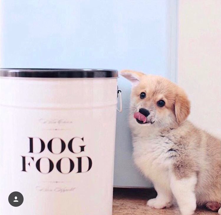 EcoHomeAtlanta's tweet photo. This #adorable little guy is loving his steel #dogfood canister. Surprise your furry friend with on of their own! 
https://t.co/4nPwXJmdNr https://t.co/2K6S04cqrb