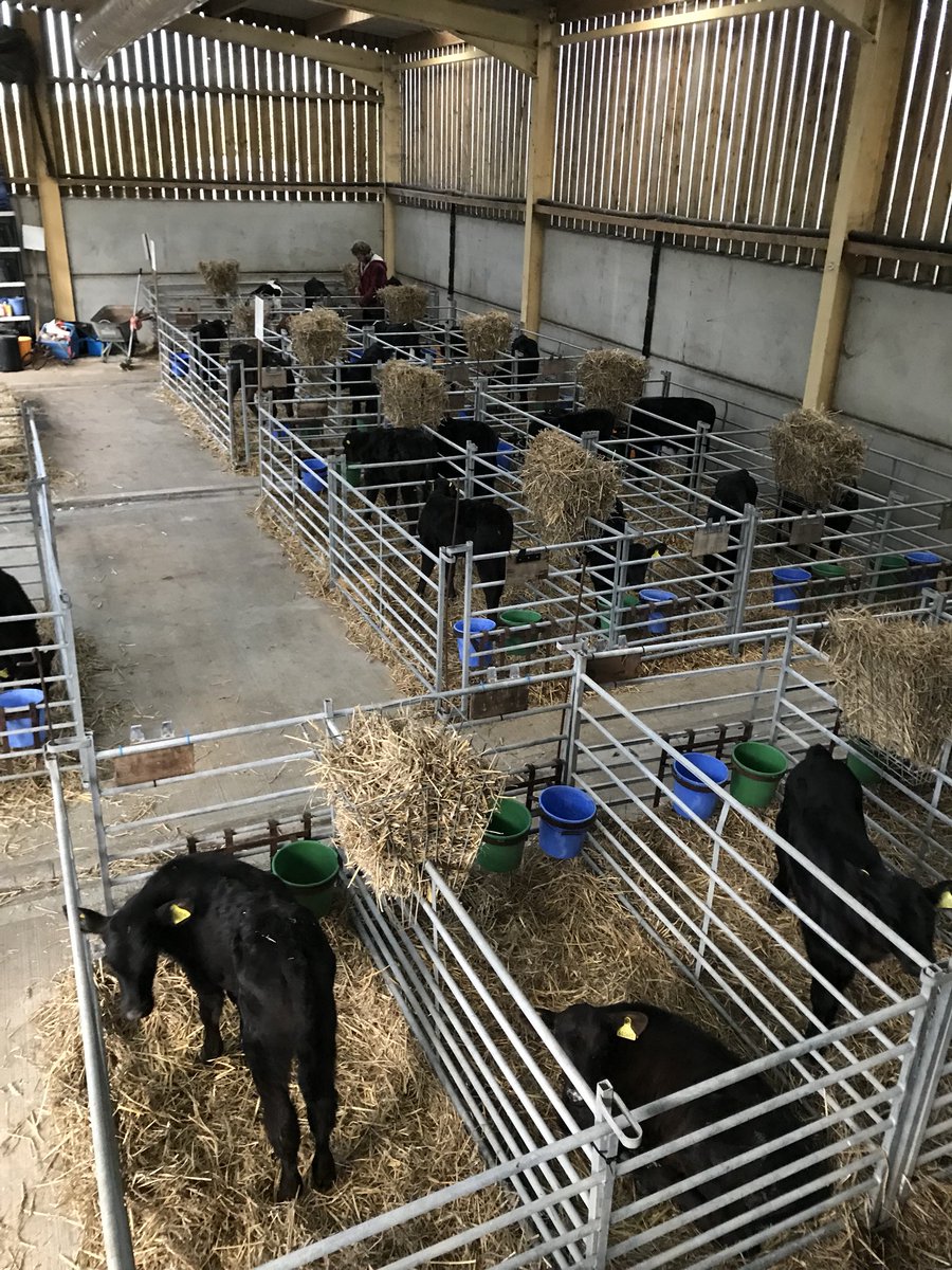 ashburnkei's tweet photo. Full up with Taplin calves can’t wait for this new barn to be finished https://t.co/G0MAWIa4JC