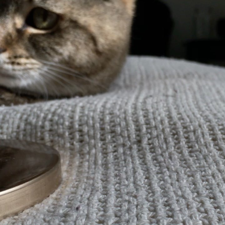 ParmenterPrints's tweet photo. #avocadopin #cat #catpin #enamelpin #pindrop #pingame #pinstagram #cathursday #meow #avocato #avocadopins #catpins… https://t.co/zYi2dmCsVd https://t.co/WzSFsKYIJ6