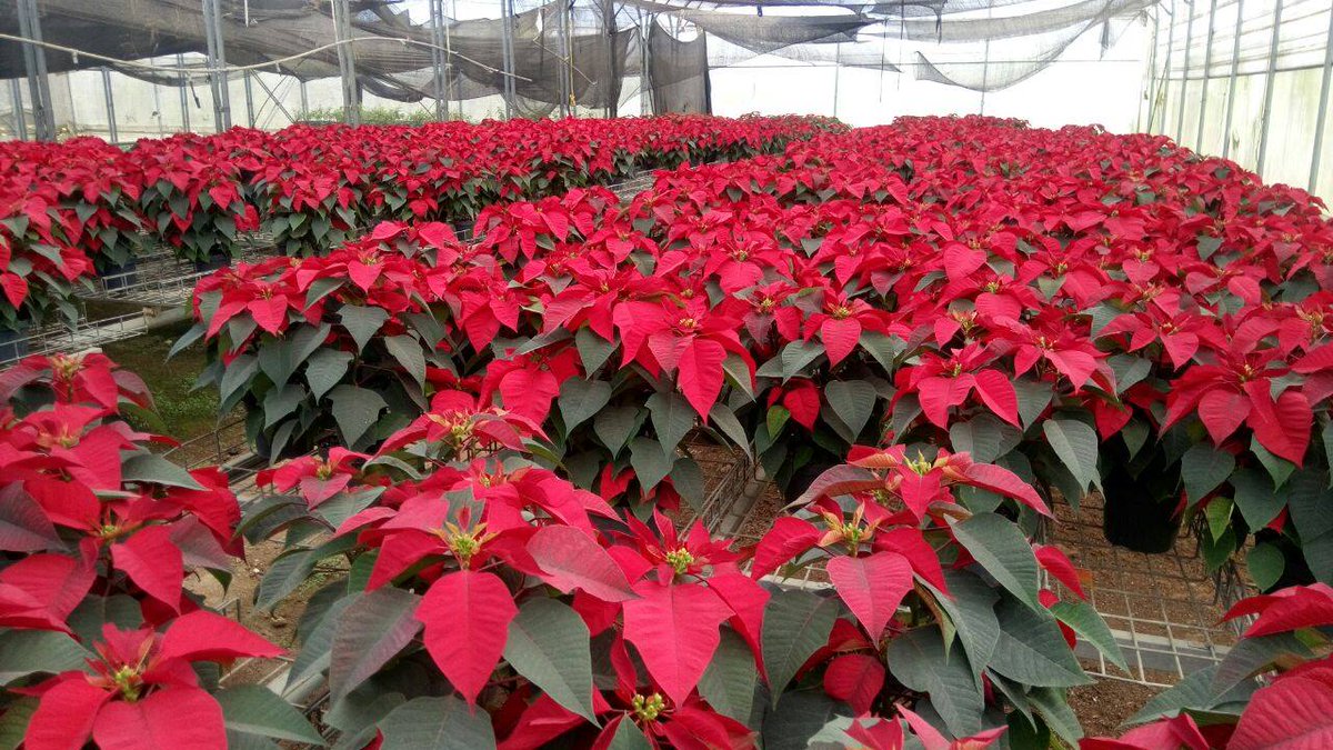 UAEMEX_Int's tweet photo. 📍100% Hecho en la UAEM
¡Llego la temporada de la flor de noche buena! Y en nuestro Centro Universitario UAEM @CUTenancingo, se han producido las mejores, recuerda que puedes adquirirlas en el invernadero con la Ing. Azalia Hernández. https://t.co/ndhMTWhmrq