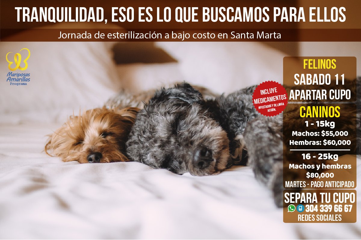 fmariposasa's tweet photo. ÚLTIMOS CUPOS
Tranquilidad, eso es lo que buscamos para ellos.
Jornada de esterilización a bajo costo en #SantaMarta
-
Gatos y gatas: $39,000 sabado 11.
Perros: Todos los martes en la mañana. 
Whatsapp: 3043396667 https://t.co/JPAYYgmmDV