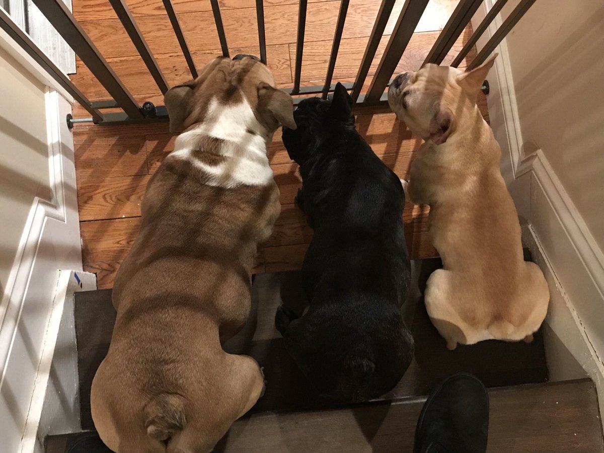 hLfazz's tweet photo. 3 bully butts 😍 https://t.co/Zq70FdL57P