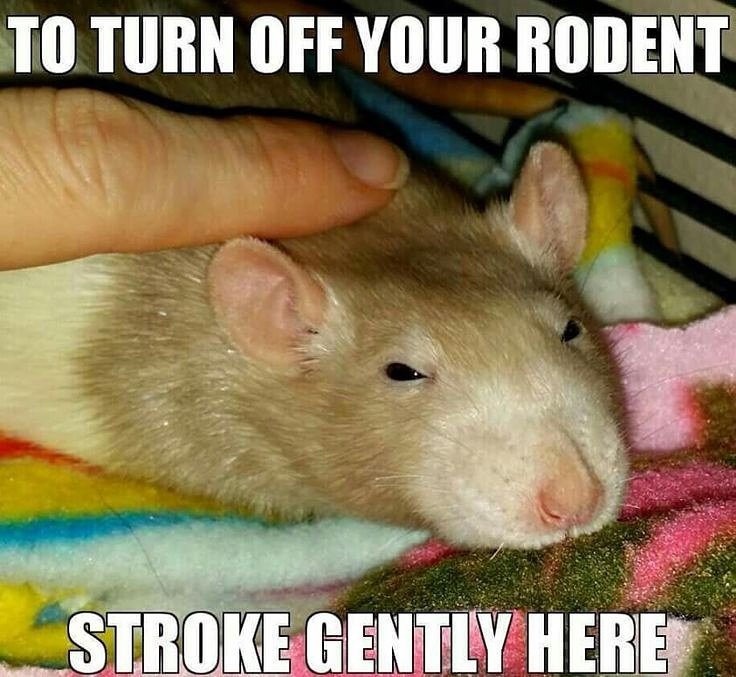 Rat Appreciation (@ratappreciation) on Twitter photo 