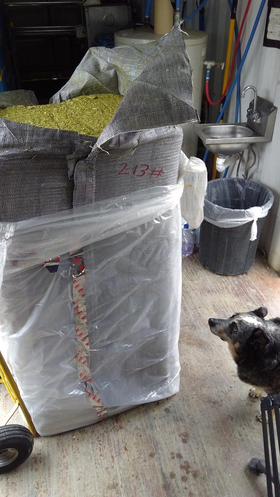 bardobeer's tweet photo. BarDawg working ⚒ his 200 lbs of whole hops #dcbeer #dcbrew #dcbike #dcparty @DCist @wcp @BicycleSPACE @ThrillistDC @DCSquareDance @dcdistillers @DCBeerSociety @drinkdc https://t.co/tN6l58it25