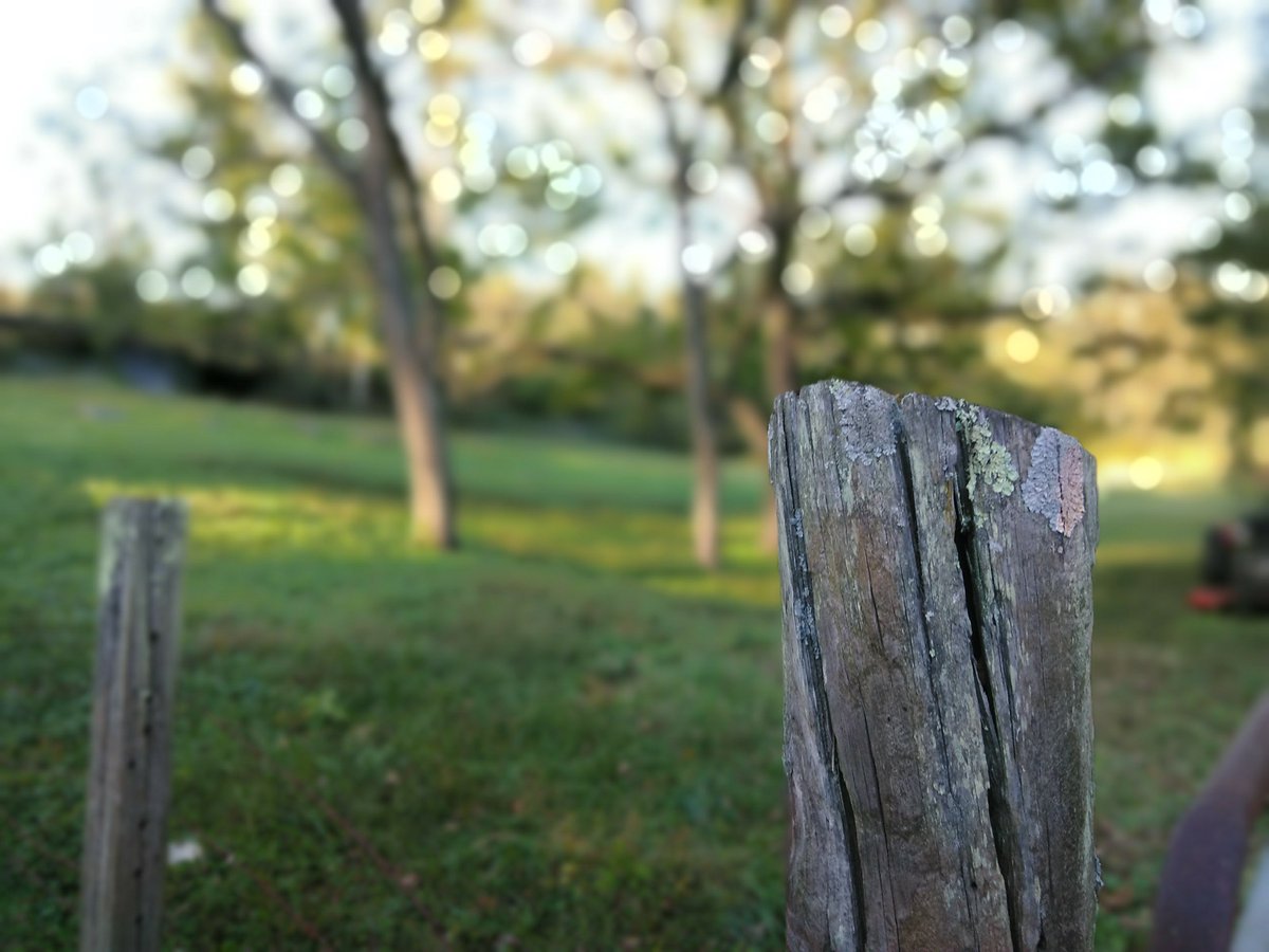 JasonTechsOut's tweet photo. It still surprises me how good portrait mode works on the @zteusa Blade Z Max for only $100 #bladezmax #shotonbladezmax https://t.co/rOotIFUGW1