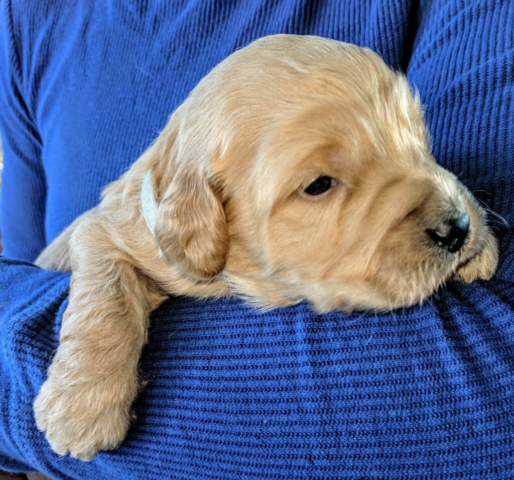 Michelle_elle12's tweet photo. @mskerwin2   Brodie’s new puppy! Oliver will be coming home to us in a couple weeks! https://t.co/97vL3nI8Qt