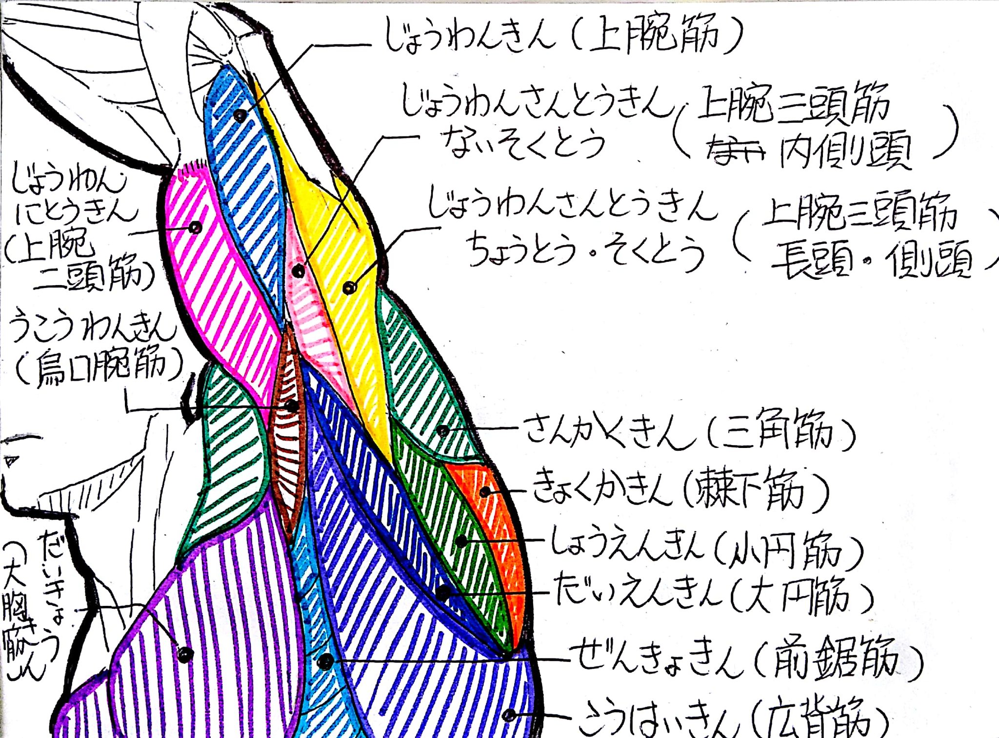 脇の下 筋肉 痛