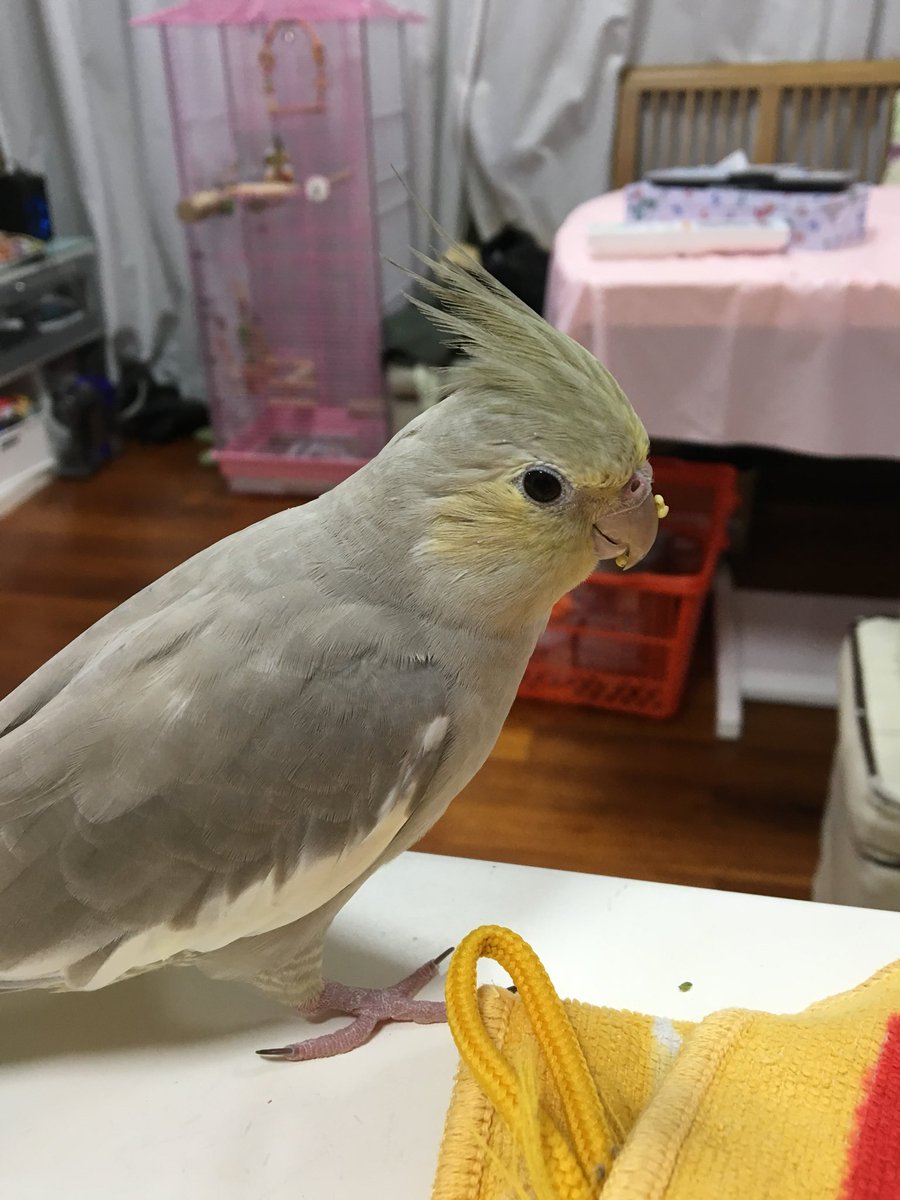 Mei_0824_'s tweet photo. 🔵迷いインコ🔵
2017,7,10の午前中に、自宅から逃げてしまいました(ToT)。
 大切な家族です。皆さまのお力、もう少しだけお貸し下さい…お願いします。目撃情報や保護情報、よろしくお願いします。
⚫︎オカメインコ（2015.8.25生まれ）
⚫︎メス（2歳になりました。）
⚫︎メイちゃん #迷いインコ https://t.co/3noYbpe13H