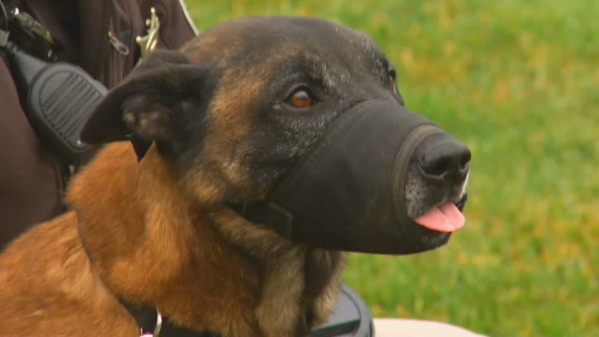 SarahJacobsenTV's tweet photo. Remembering K-9 Officer Jardo, almost one year after he was killed in the line of duty. #K9 #BoisePolice https://t.co/uWBX7vn57K https://t.co/shoYe935eB