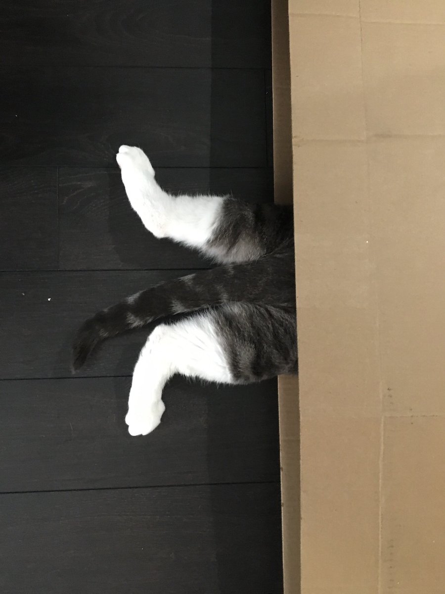 HuffyTheKitten's tweet photo. Can you hear me now? #@verizon https://t.co/kXZzw8qHd6