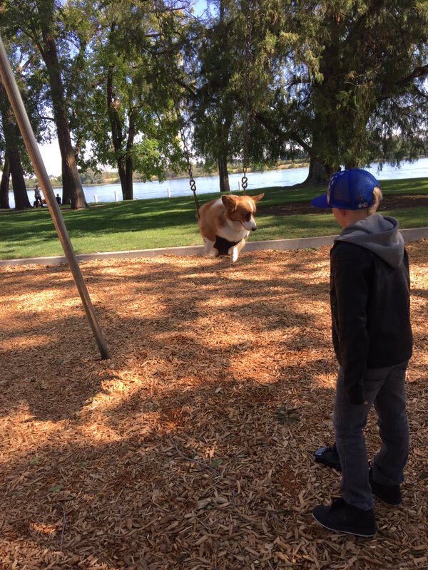 dog_rates's tweet photo. This is Fen. Swinging is his passion. It helps him forgot about his puproblems. 13/10 would push https://t.co/uKB1dtjBsC