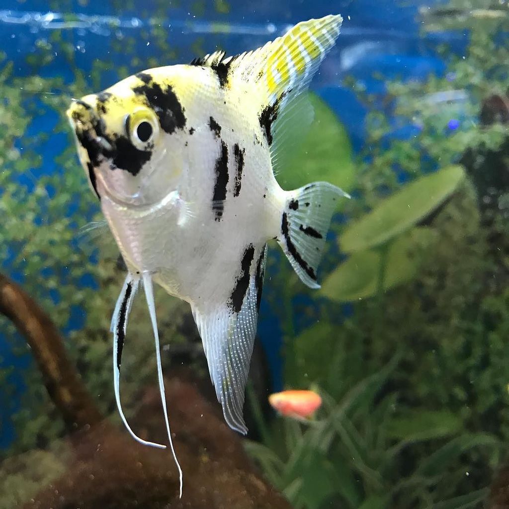 powercx's tweet photo. Posing fish. #saltlife #onthefly #flyfishing #offshorefishing #thegreatoutdoors #keepemwet #welivetoexplore #repy… https://t.co/7r6D6M7mu7 https://t.co/GTA8UAfJZD