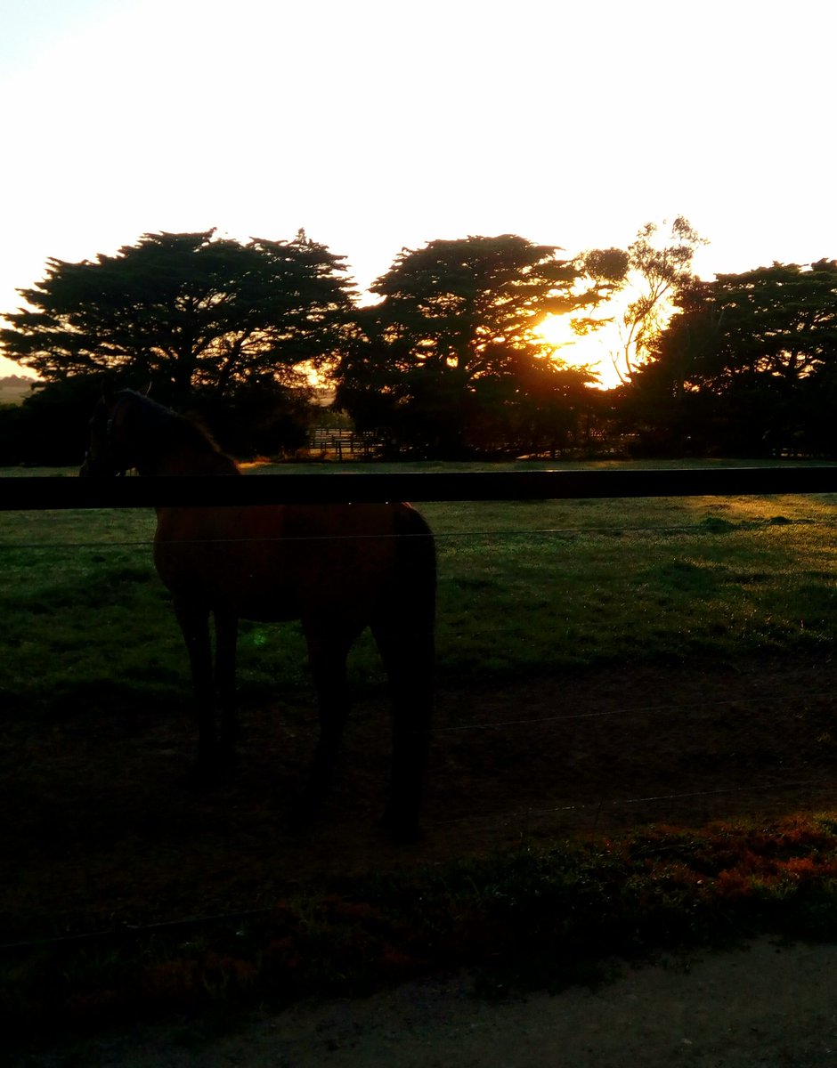 JusttCruising's tweet photo. Catching the sunrise @SunStudHQ this morning, mares having dates with #fightingsun and #squamosa, me with a coffee and truck sleeper cab 😴 https://t.co/JxnaGlo9vP