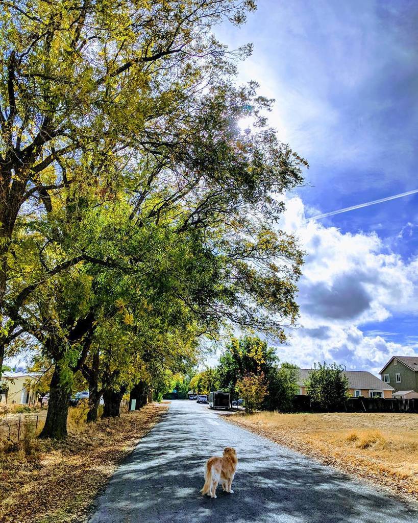 Me and my arrow. #baileythedog #goldenretriever #smalltownusa #lunchbreak #townscape #quietstreet ift.tt/2yLuDDF