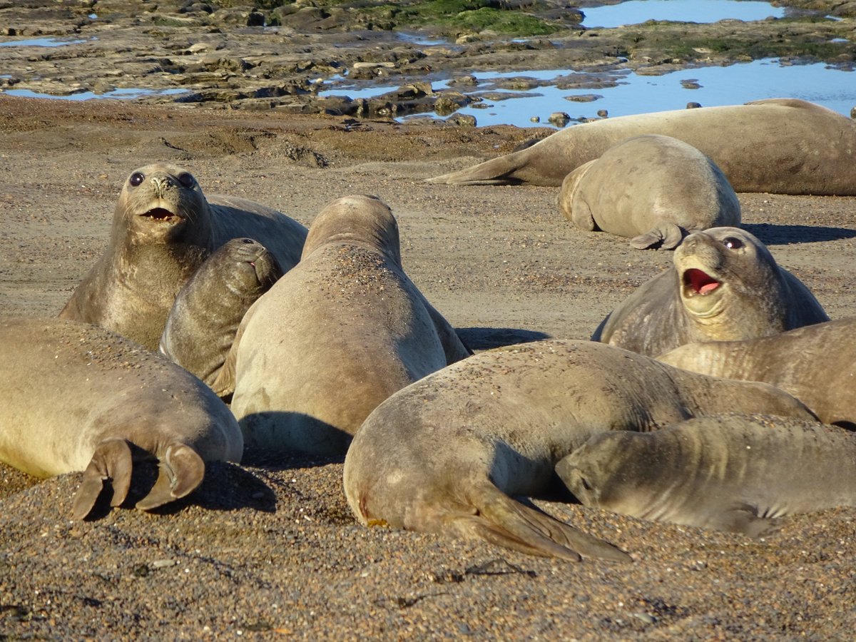 Blue_Parallel's tweet image. During a recent trip to Peninsula Valdes, #BlueParallel founder Emmanuel Burgio took in the region's highlights - ow.ly/acRc30gtjCj