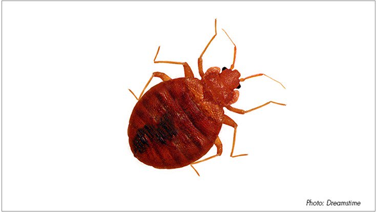 BugsByBrian's tweet photo. Bed Bugs Attracted to Dirty Laundry, Research Shows https://t.co/sZnZvsf2tC https://t.co/MflFTFI47c