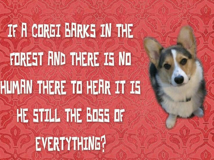 TheDailyCorgi's tweet photo. Of course. https://t.co/thU3hyIhNW