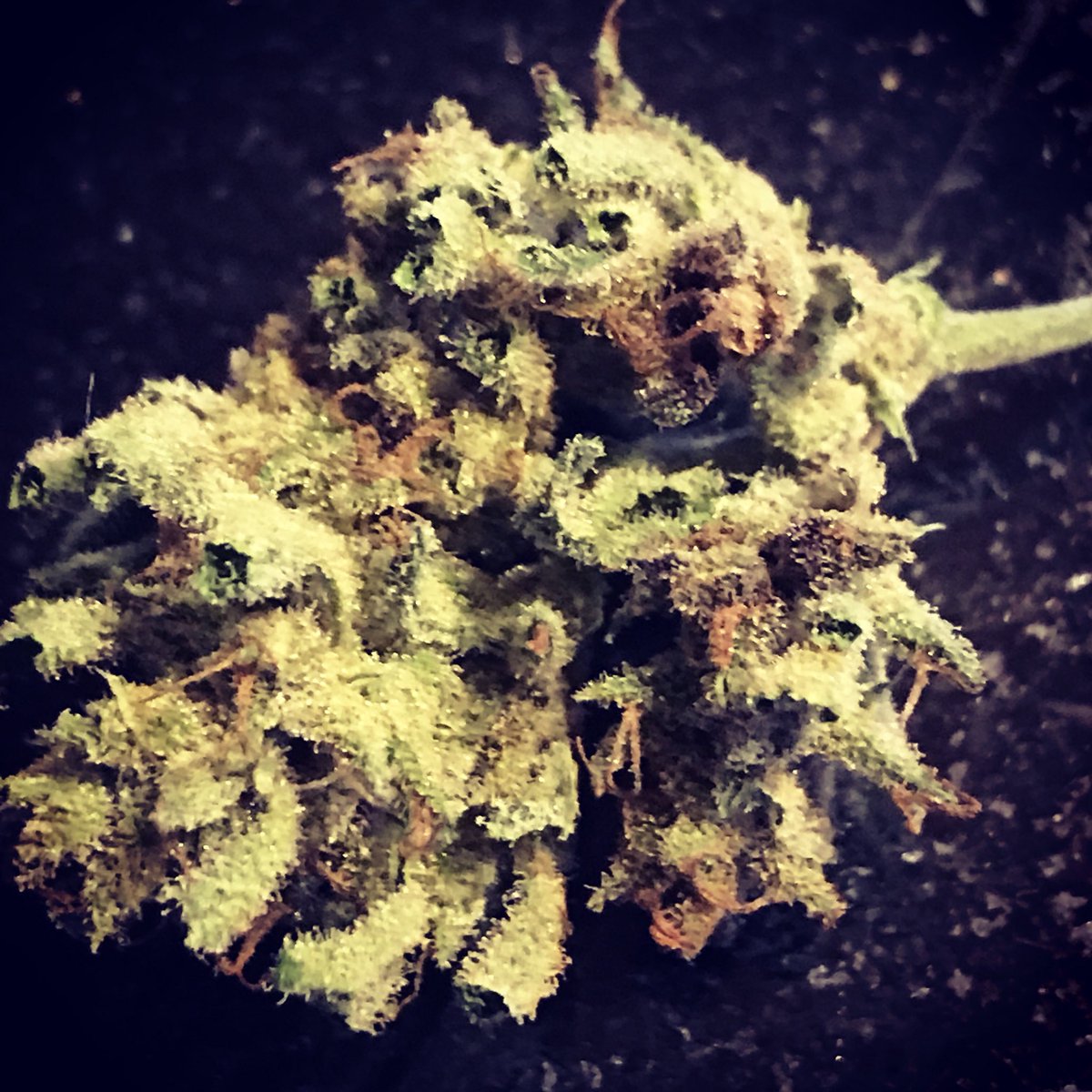 SisterSpliff's tweet photo. #jacktheripper #weed #weedporn #stoners #stonergirl #stonernation #cannabis #ganja #ganjagirls #weedgram #hightimes #peace #love #happiness https://t.co/uSoo1ArNPY