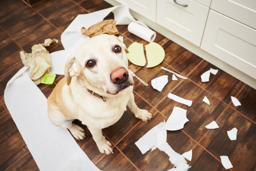 ChickenSoupPets's tweet photo. Before you welcome a new pet into your home, make sure your home is prepared! https://t.co/MCnmksTHVf via @americanhumane #petproofing https://t.co/GROfqPy5Jb
