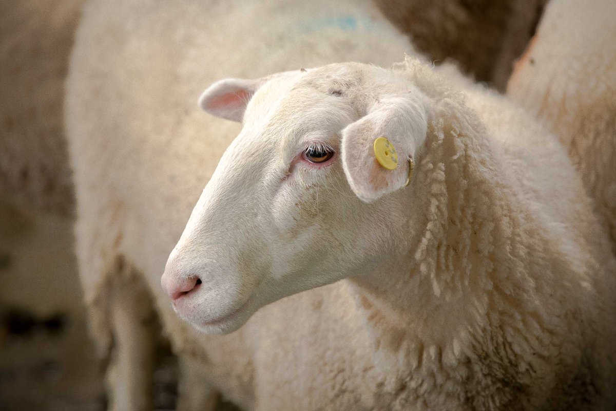 We knew it - ewe are so cute! Sheep demonstrating the ability to recognise human faces. bbc.in/2AxcOVZ