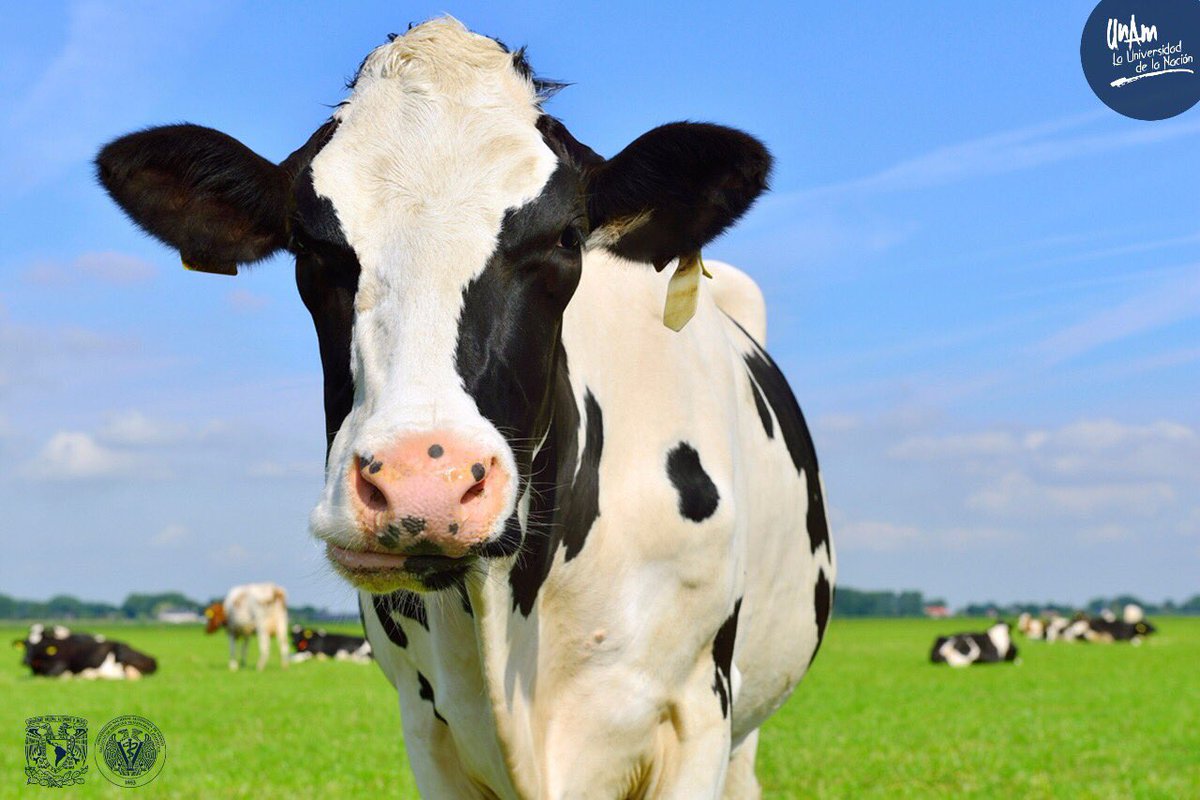 FMVZUNAM's tweet photo. #Estudio acerca de “Mastitis por estrés y reproducción en vacas”, léelo completo aquí > https://t.co/pwOQKP7HDM #FMVZUNAM https://t.co/PlvtvTAHWs