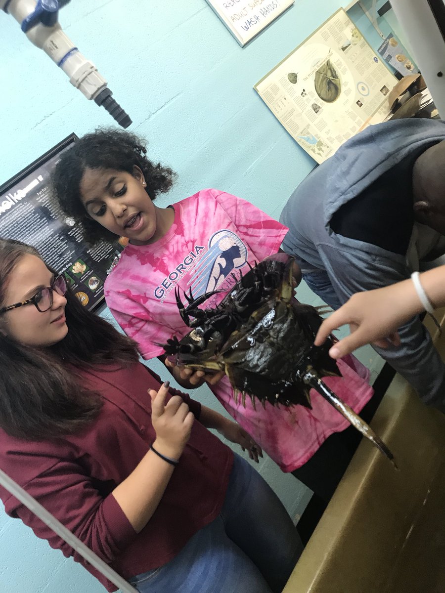 MissSewellLCMS's tweet photo. So much fun at the UGA Marine Center! #GST2017 #LCMScougarstrong 🐠🐟🦑 https://t.co/YGvgJm4soI