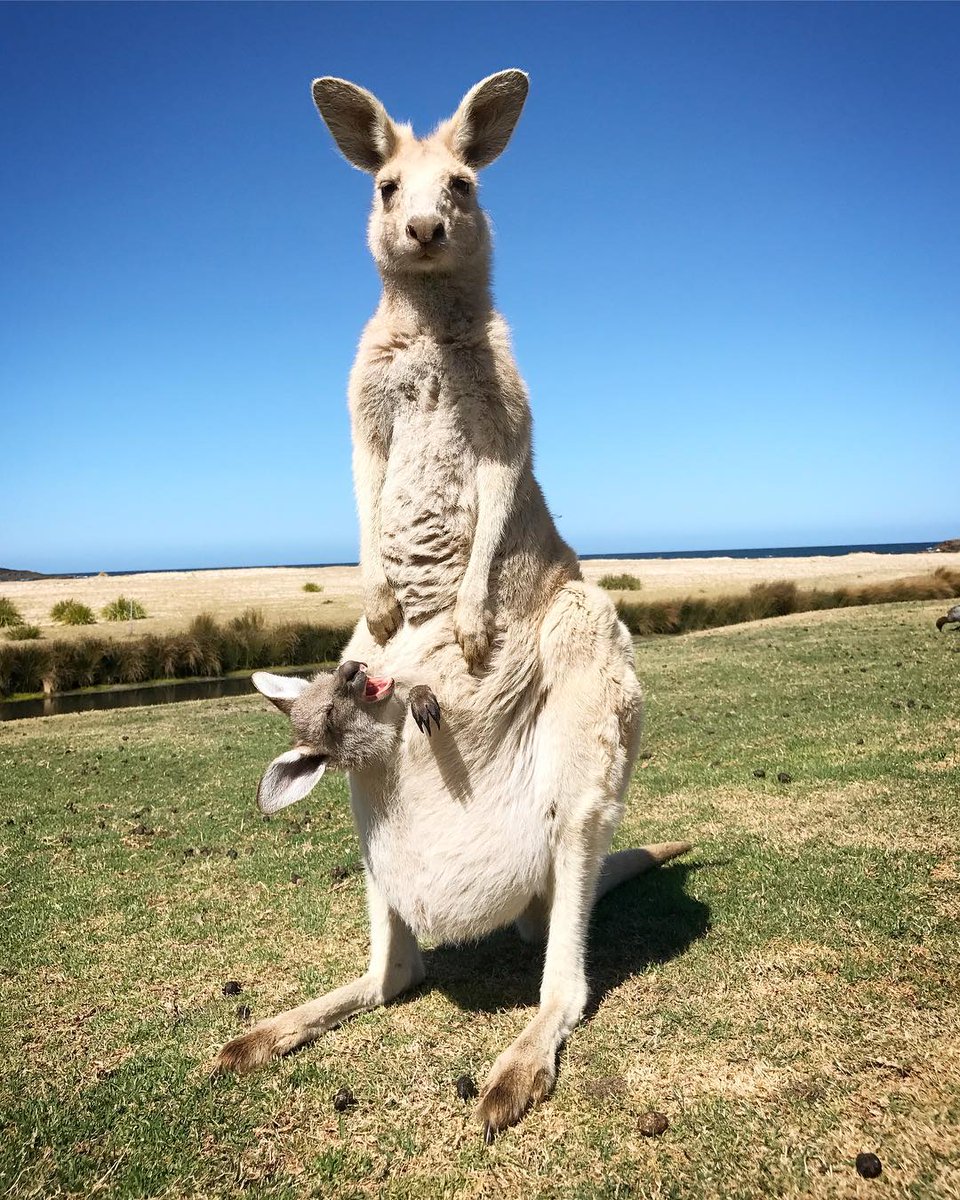Australia's tweet image. Happy Friday 😊 Here are This Week's Favourite Fan Photos: bit.ly/FanPhotos101117