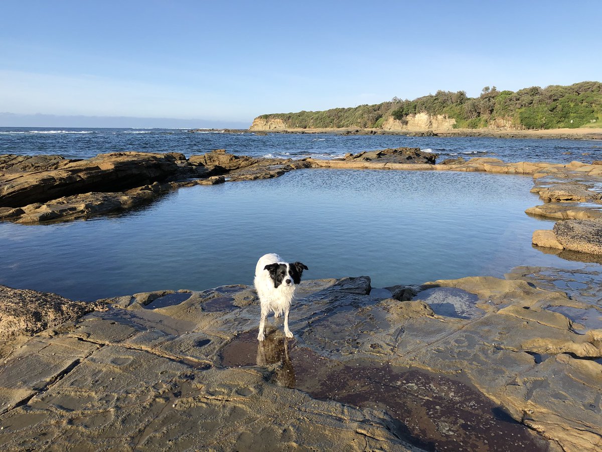 wildcoastimages's tweet photo. Magic morning at the rockpool.
#gippsland #gippypics #bordercollie #basscoast #capepaterson #tilly #coast #beach #coastalliving #wandervictoria #sthgippsland #sthgippy https://t.co/YS2V7oKM9t