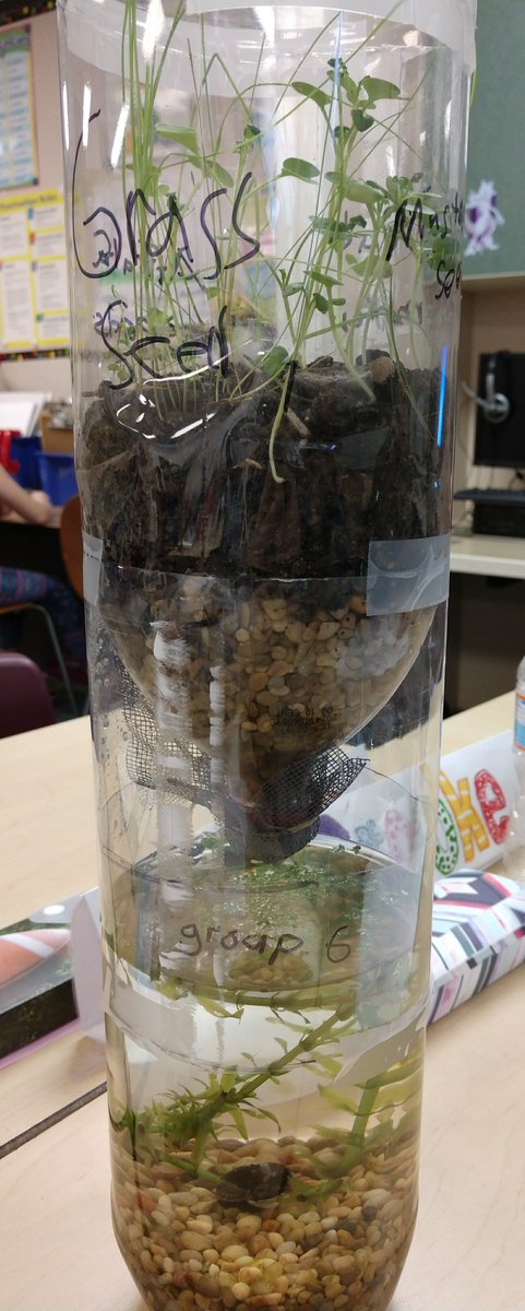 vanzeipelclass's tweet image. Check out our ecocolumns! We have created a self-sustaining ecosystem for our organisms. We have fish, snails, snail egg sacks, isopods, various plants, and crickets (before they died 😢). #vzclass #ecosystems #science #5thgrade #5thgraderocks