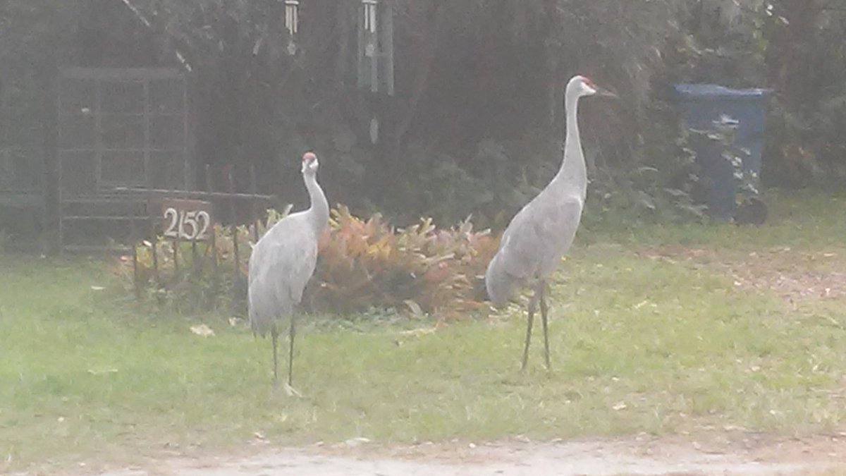 seasolshades's tweet photo. π²πΏ #Wild #Turkey's & #SandHill #Cranes #Hontoon #Island #State #Park πΏπ² https://t.co/2LIINTT3Jv