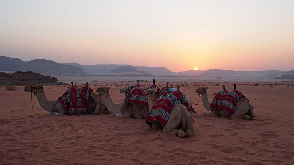 Elizabeth Willoughby tweet media