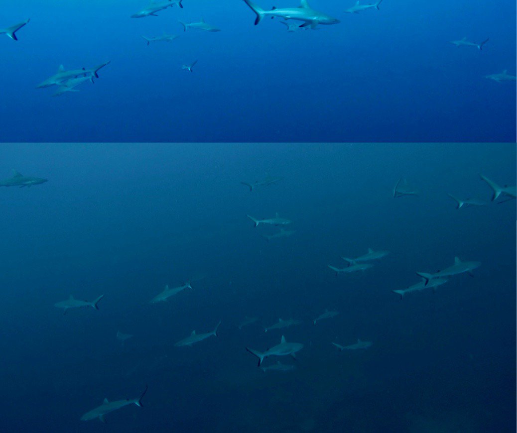 TarynFoster_'s tweet photo. Rebel without a cause #ROV Sylvi found the secret #shark spot on her maiden voyage into Scott Reef's deep lagoon. Go Sylvi! @aims_gov_au @1World1Ocean @ParticleWA @WAMSInews https://t.co/2dMhhct7Cu