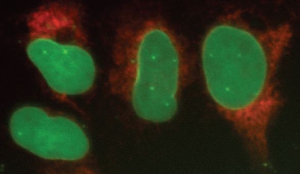 HZDiscovery's tweet photo. Check out this article featuring cutting-edge #CRISPR tools and an interview with Dharmacon's very own Director of Research and Development, Anja van Brabant Smith! #biotech #science #geneediting #genemodulation

https://t.co/NLqKG816am https://t.co/EAUPF8dl7g