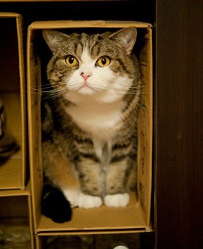 catsnkittys's tweet photo. Loving this Maru pic...of course he's in a box! https://t.co/nACBOdHNDy