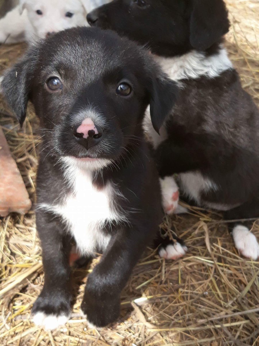 NinaYates20's tweet photo. My little fur baby is finally on her way, a gruelling 2 day drive from Romania, to her forever home and new Mama 💕💕💕 https://t.co/0aS49m10Z7